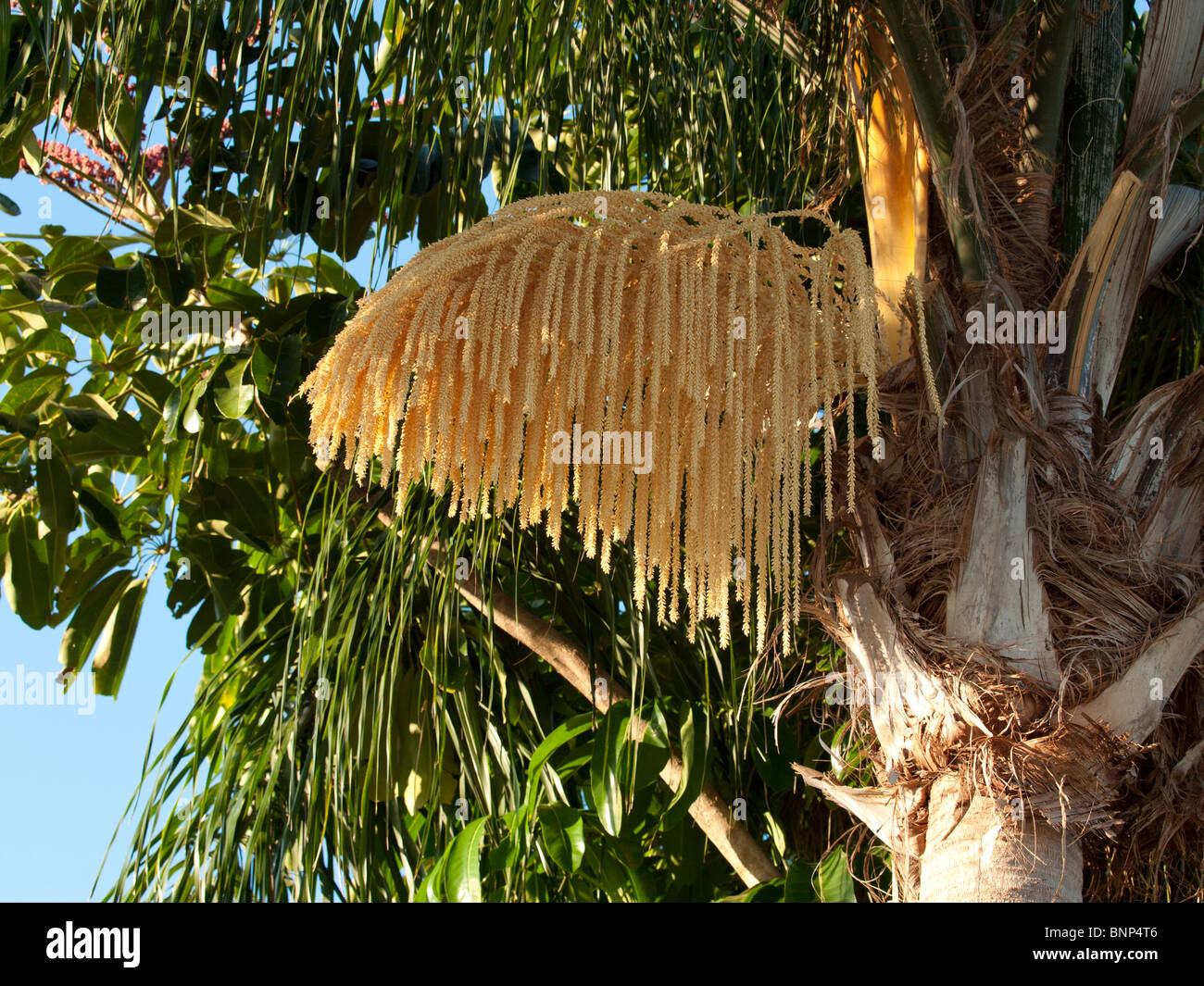 Florida Queen Palm Flower Syagrus romanzoffiana Stock Photo