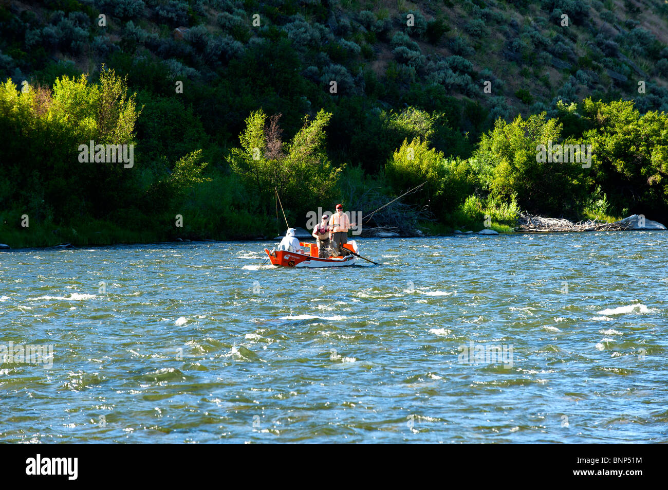 Guided fly fishing from a float boat, Madison River, Montana, with guide  holding up a nice Brown Trout Stock Photo - Alamy