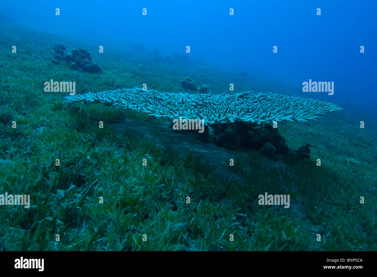 Table corals at 30m depth (Acropora parapharaonis) Stock Photo
