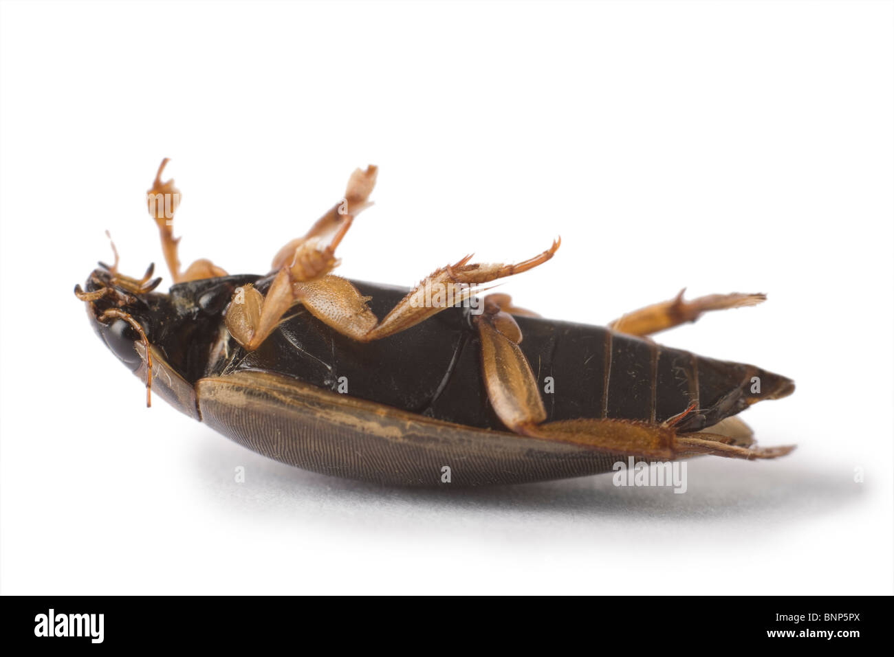 Dead beetle lying on its back Stock Photo