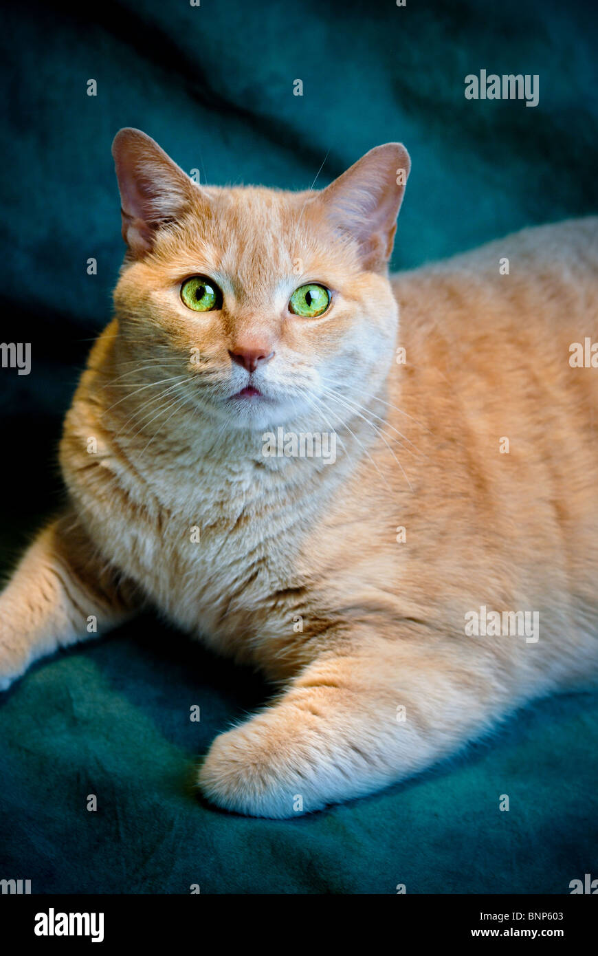 large orange tabby cat