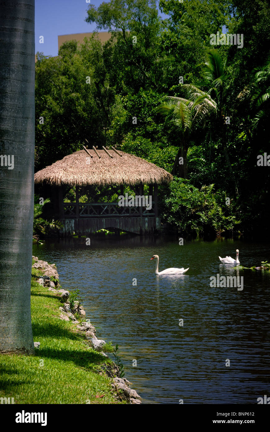 Swans on the lake at the Bonnet House, a historic home in Fort Lauderdale, Florida, United States. Stock Photo