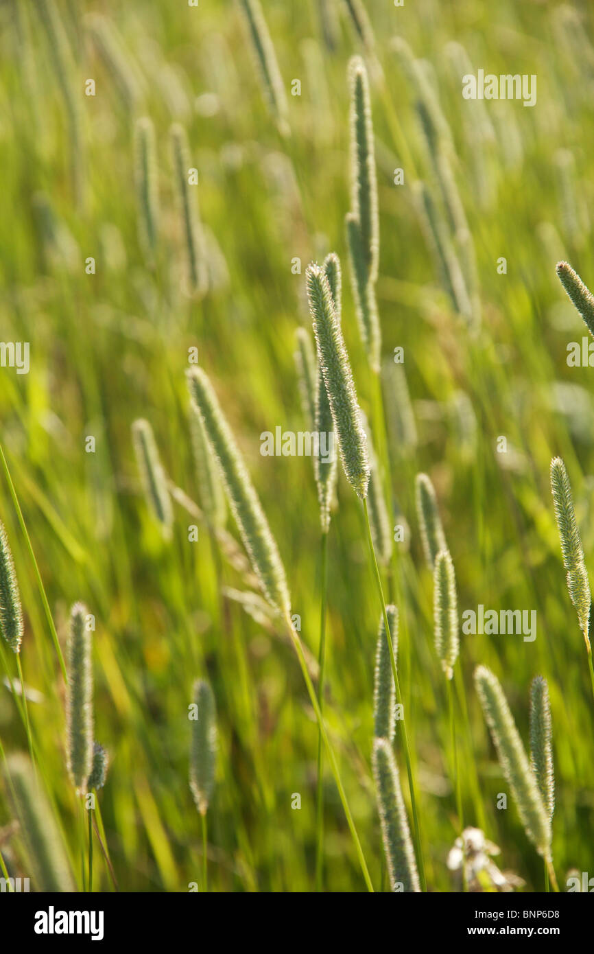 Timothy grass (Phleum pratense). Illinois Stock Photo