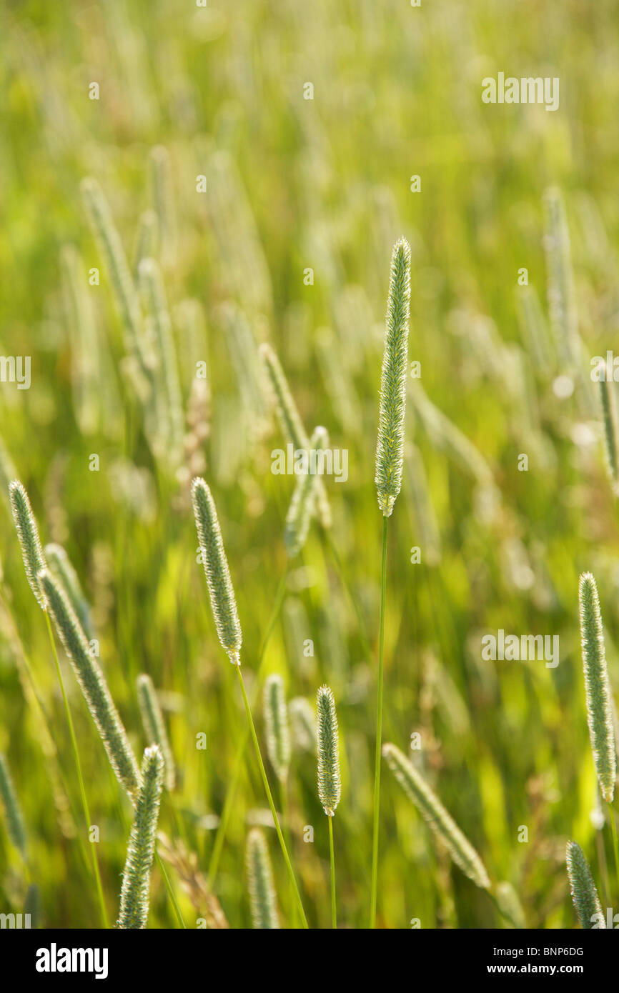Timothy grass (Phleum pratense). Illinois Stock Photo