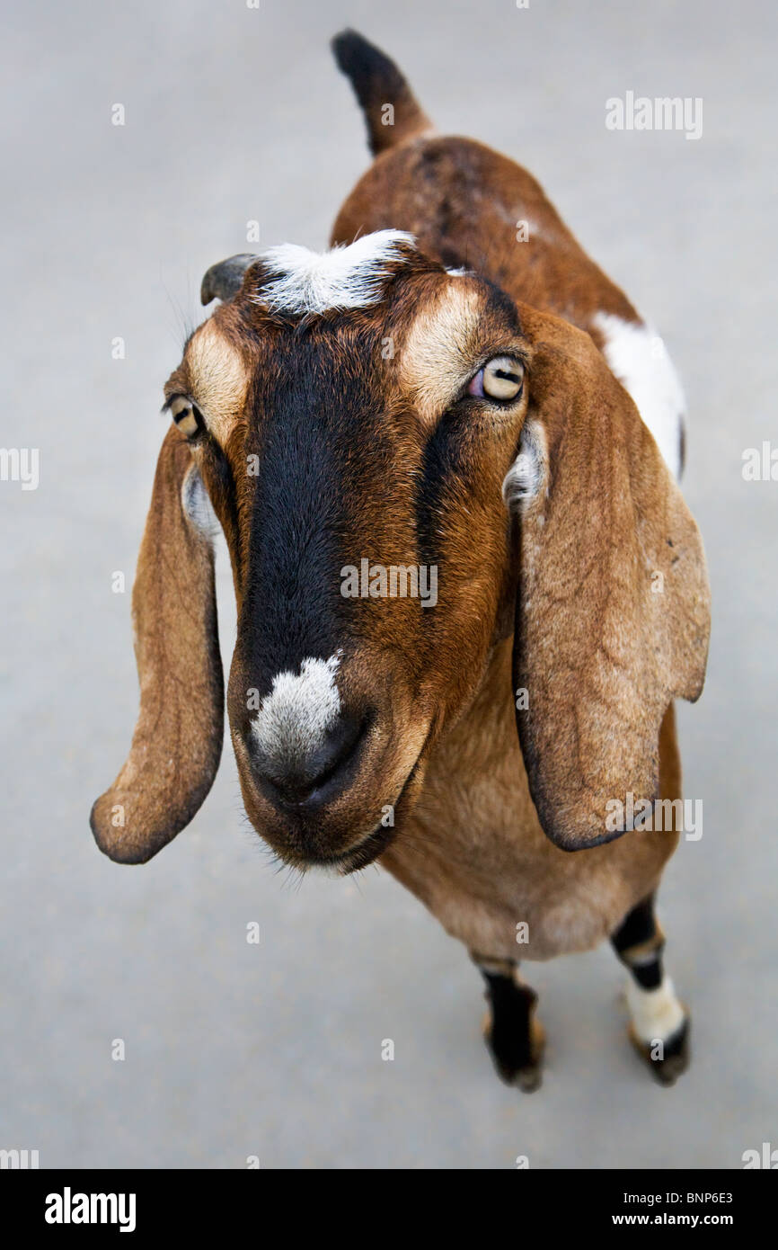 goat from an overhead angle looking down with a wide angle lens. Stock Photo