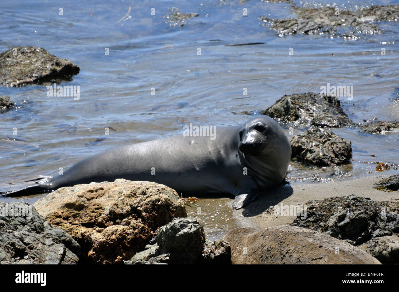 Elephant seals colony during molting period, Piedras Blancas beach ...