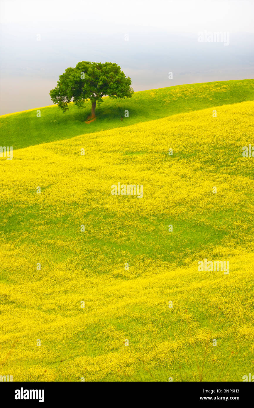 Lone tree in field near Pienza, Tuscany, Italy Stock Photo