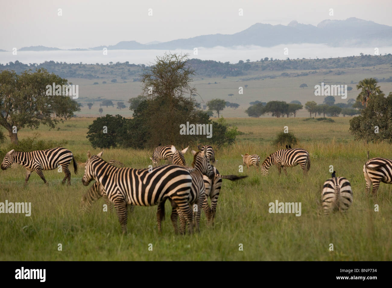 Zebra at Kidepo Valley National Park, Uganda, East Africa Stock Photo