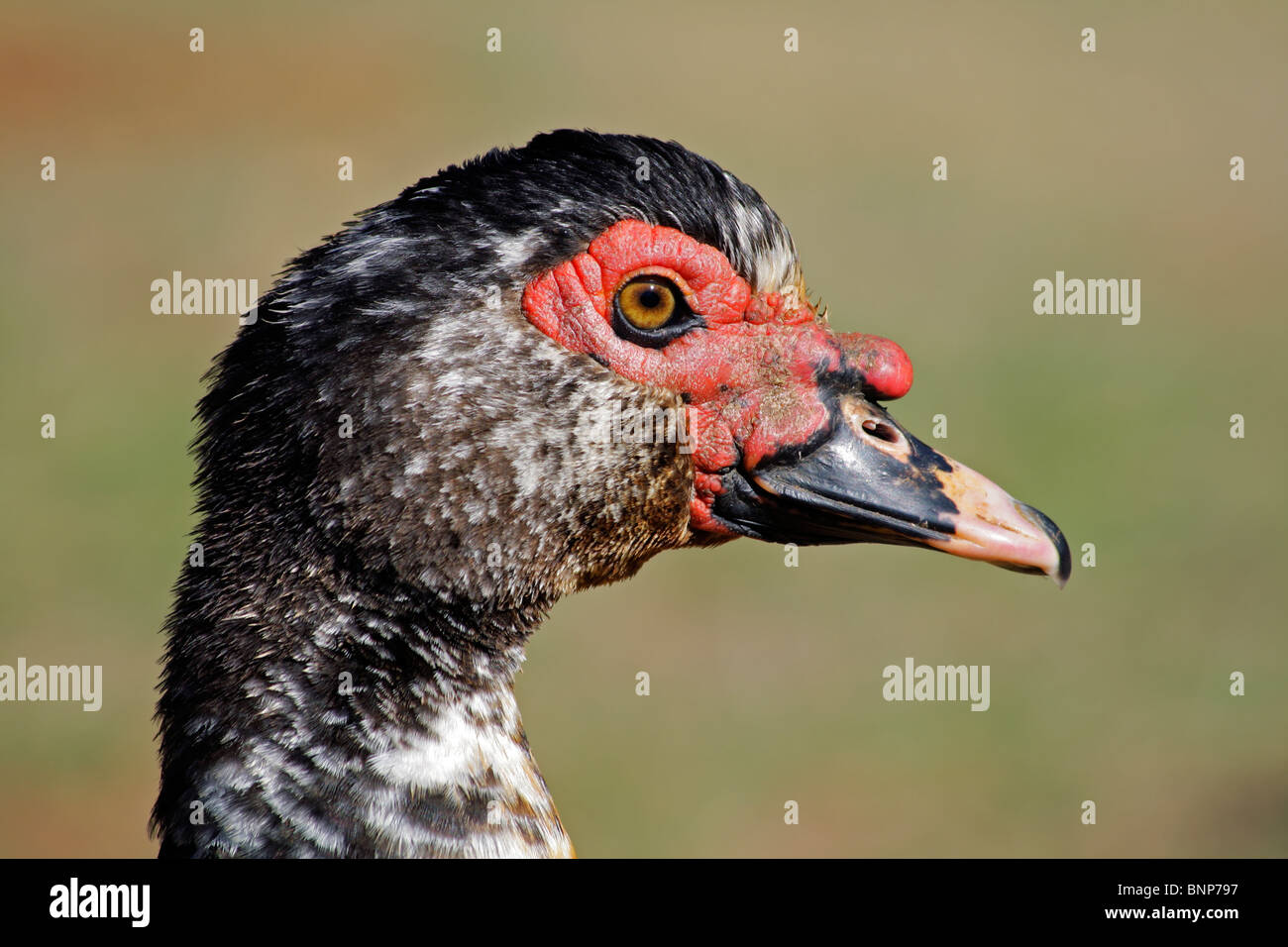 Portrait of a domesticated muscovy duck (Cairina moschata) Stock Photo