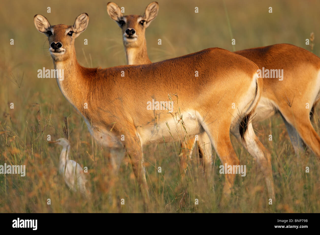 Two female red lechwe antelopes (Kobus leche), southern Africa Stock Photo