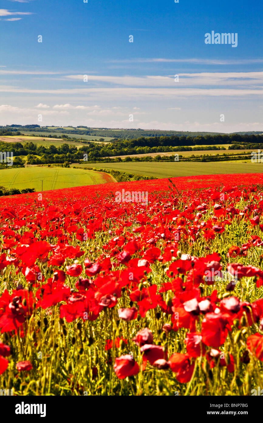 Poppy fields in sunshine on the Marlborough Downs, Wiltshire, England, UK Stock Photo