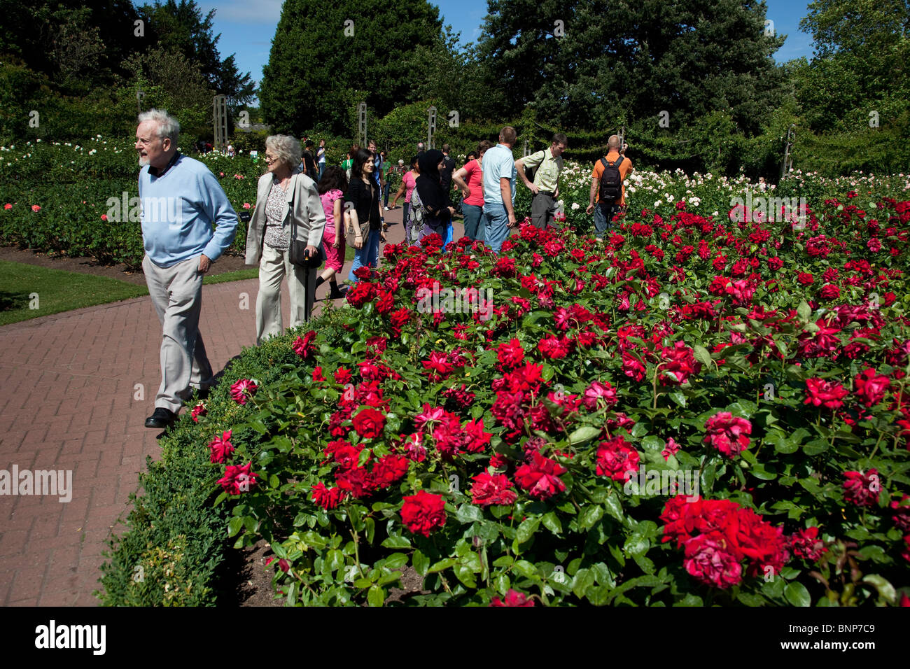 Queen Mary's Gardens in Regents Park. In the Inner Circle is a Rose Garden with hundreds of varieties. London. UK. Stock Photo
