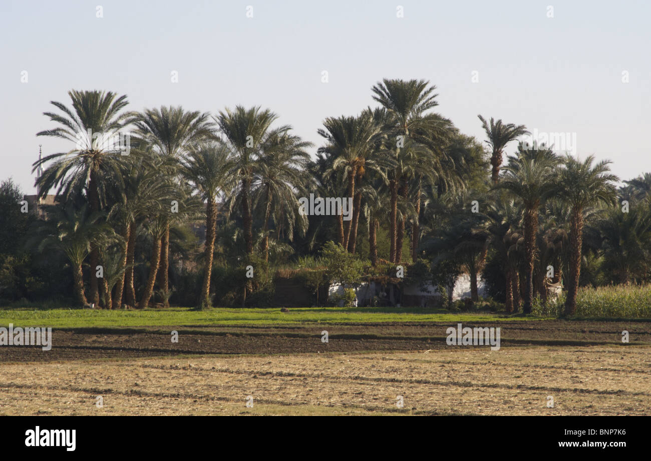 Egypt. Luxor. Agricultural area. First, date palms. Stock Photo