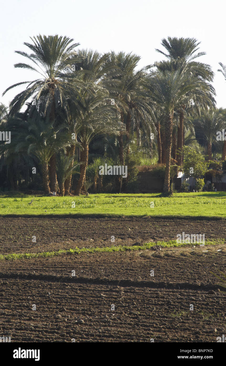 Egypt. Luxor. Agricultural area. First, date palms. Stock Photo