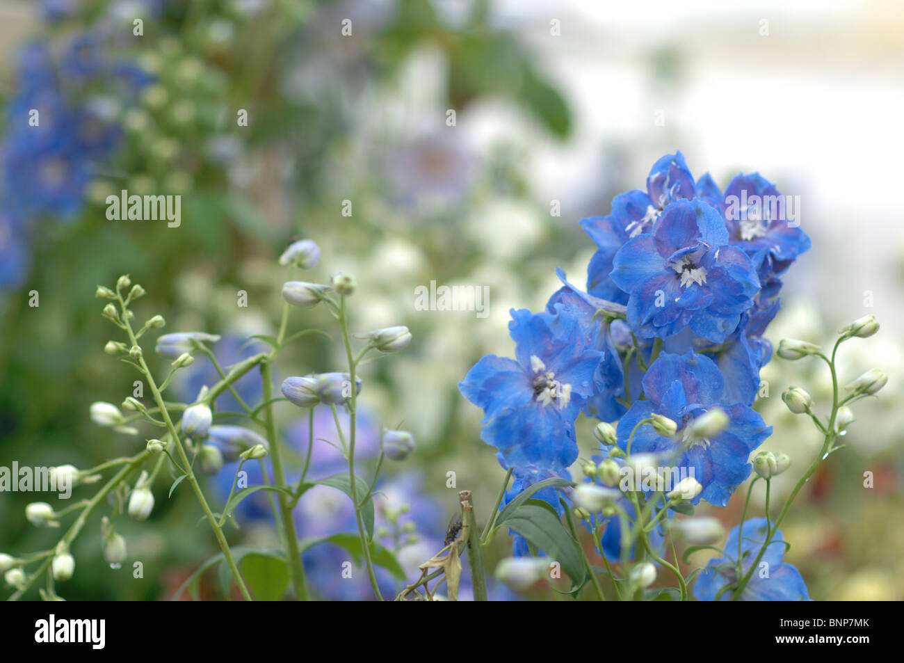 Larkspur seeds hi-res stock photography and images - Alamy
