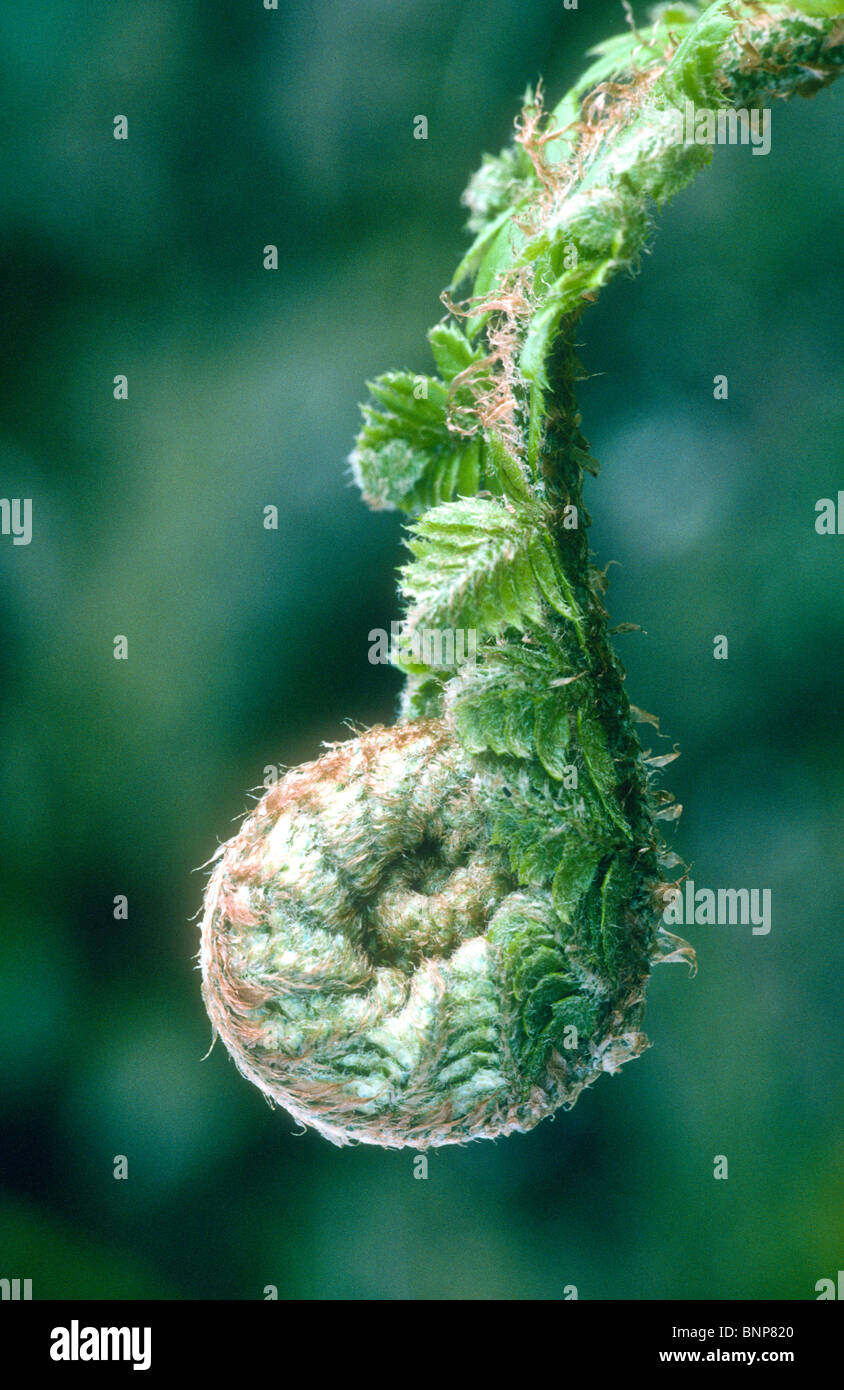 Hard shield fern, Polystichum aculeatum, unfurling frond, Dovedale, Derbyshire. Stock Photo