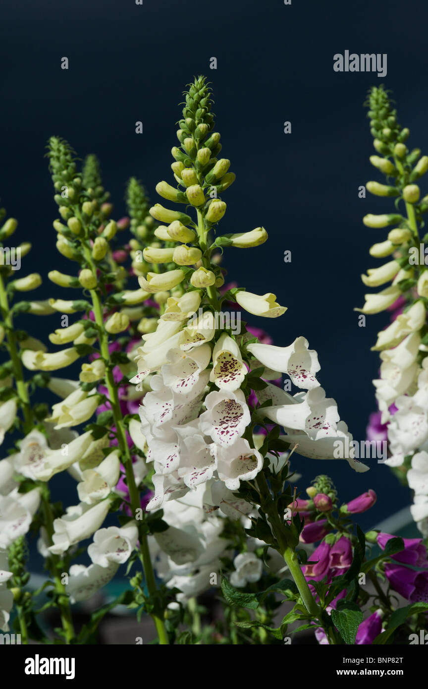 Digitalis 'Dalmatian white' Foxglove flowers against dark stormy skies Stock Photo