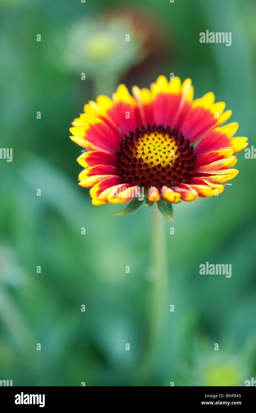 Gaillardia aristata 'Arizona Sun' . Blanket Flower Stock Photo Alamy