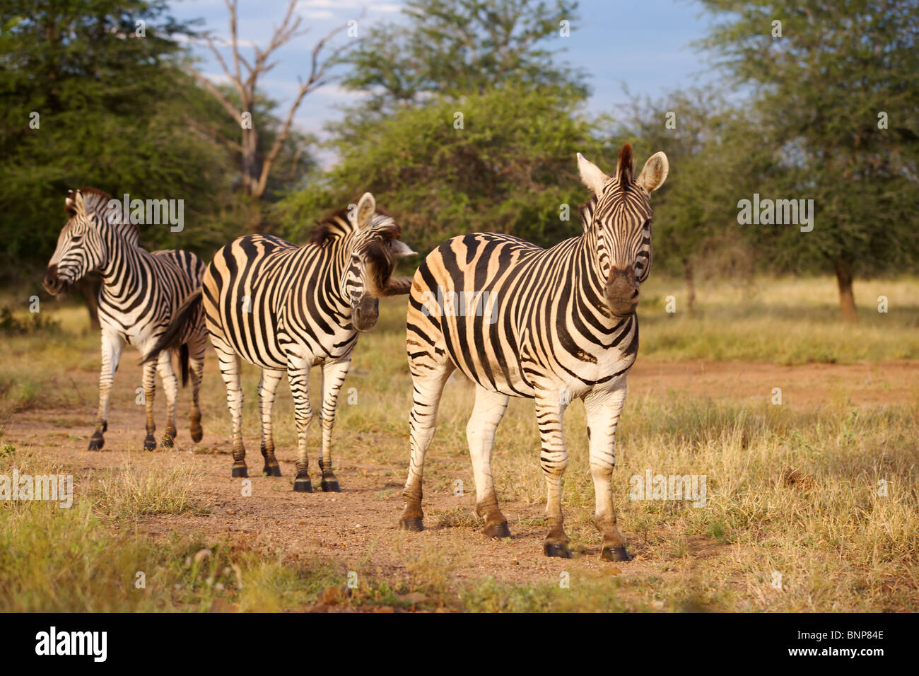 Burchell's Zebra (Equus Burchellii), In The Satara Area, Kruger ...