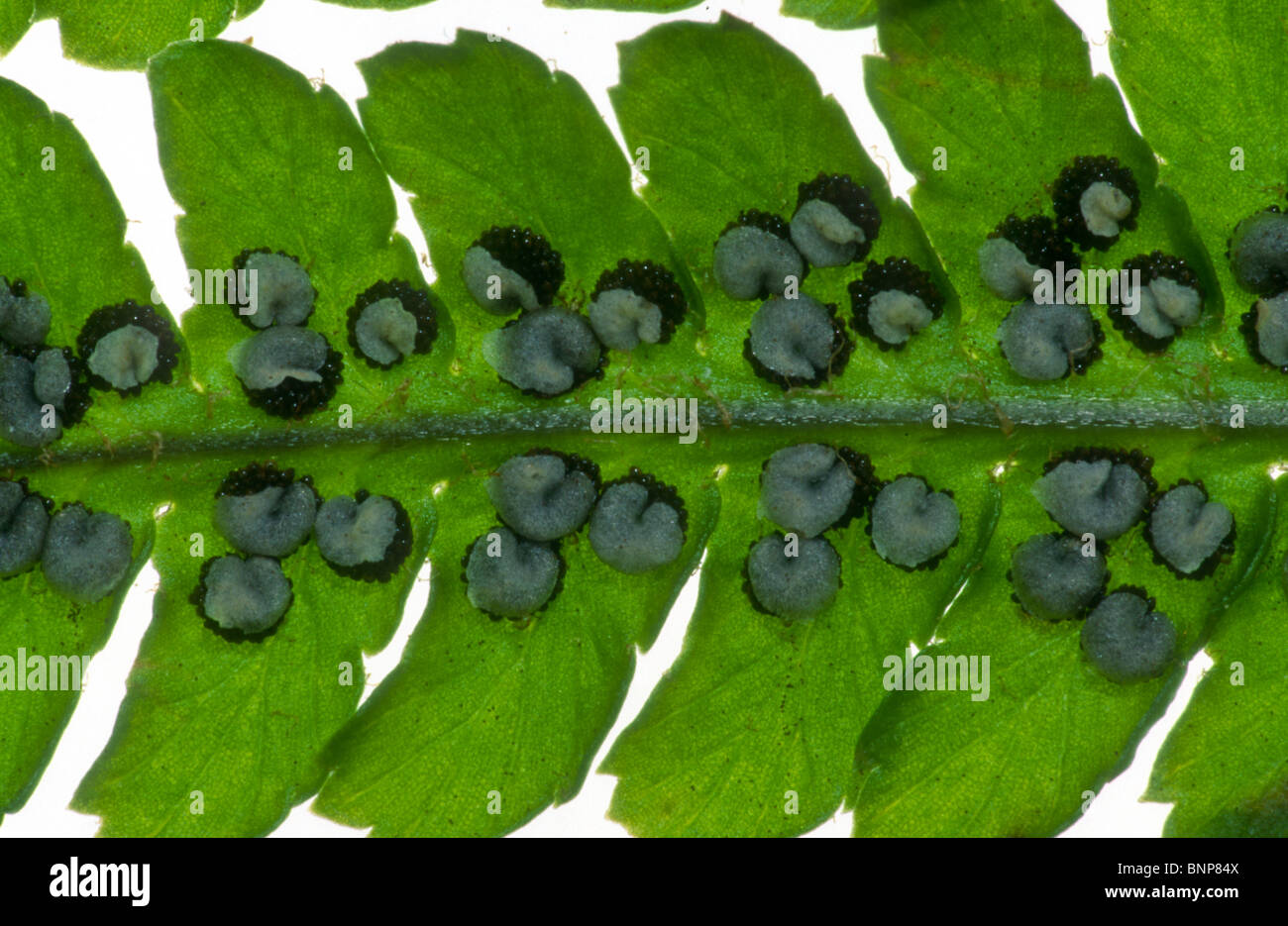 Male fern, Dryopteris filix-mas, sori (spore cases) Yorkshire Stock Photo