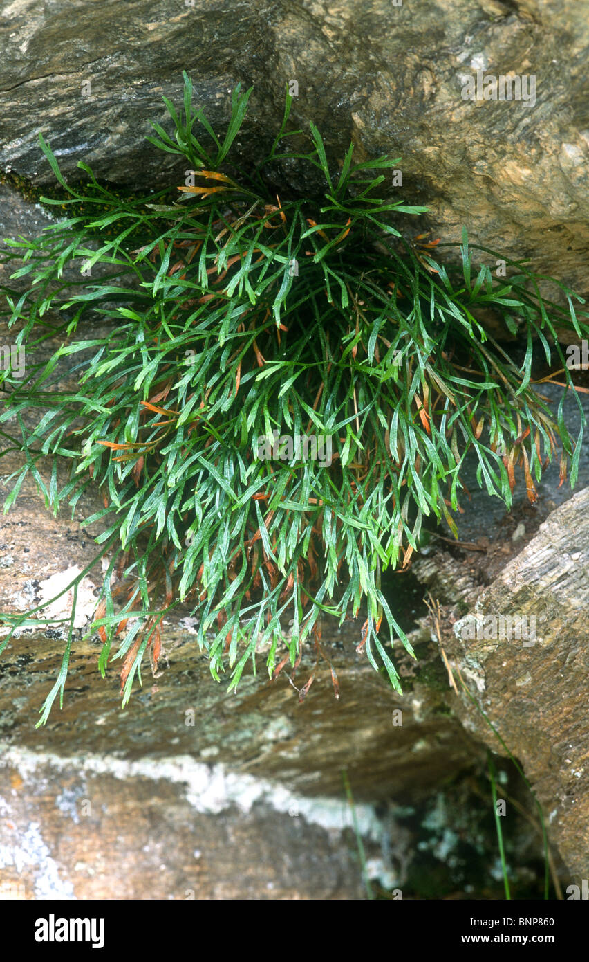 Forked spleenwort, Asplenium septentrionale, Valsavarenche, Italy Stock Photo