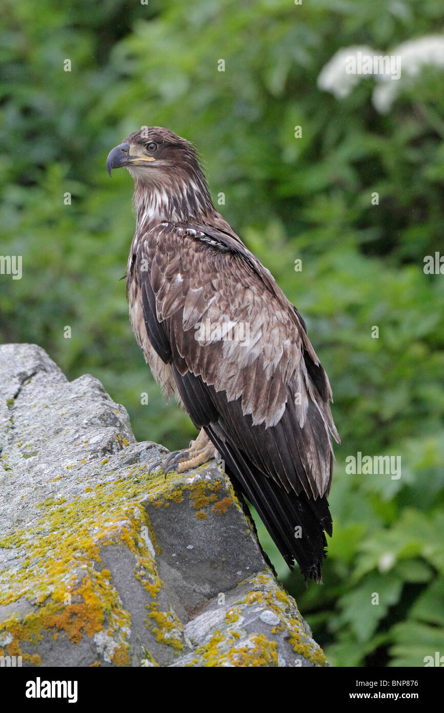 Juvenile Bald Eagle perched Stock Photo