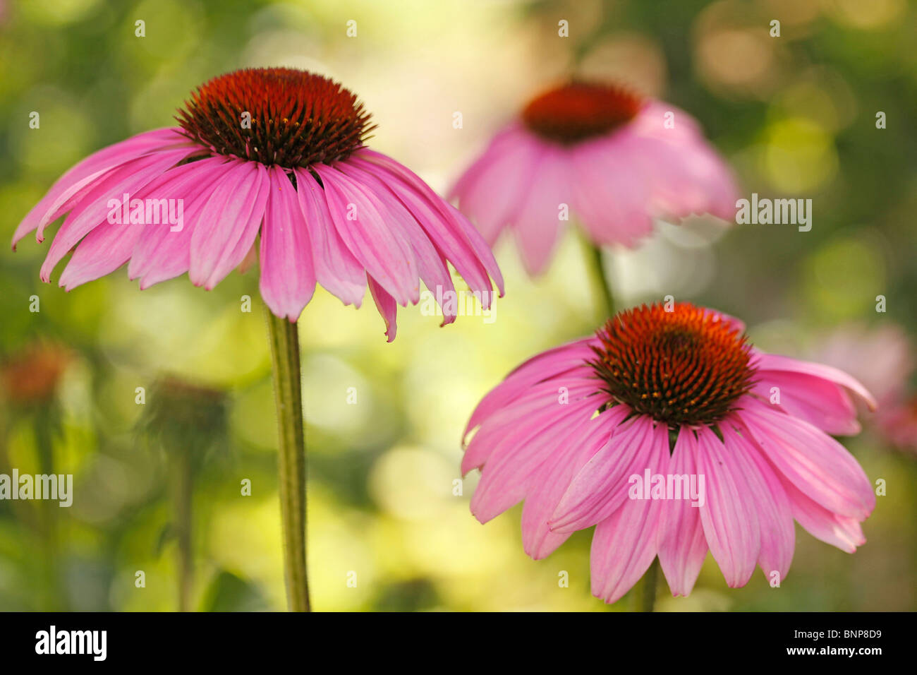 Purple coneflowers (Echinacea purpurea Stock Photo Alamy