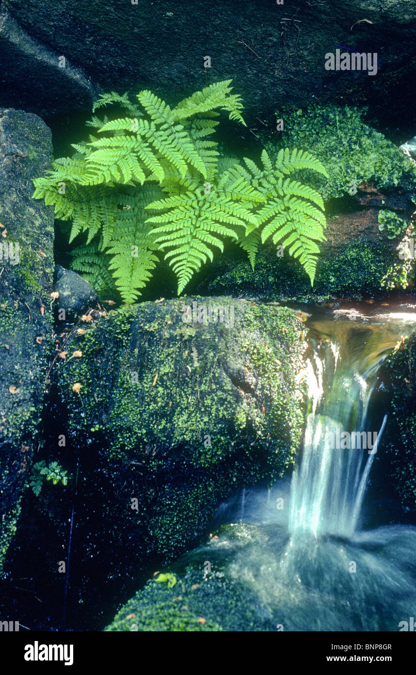 Broad buckler fern Stock Photo