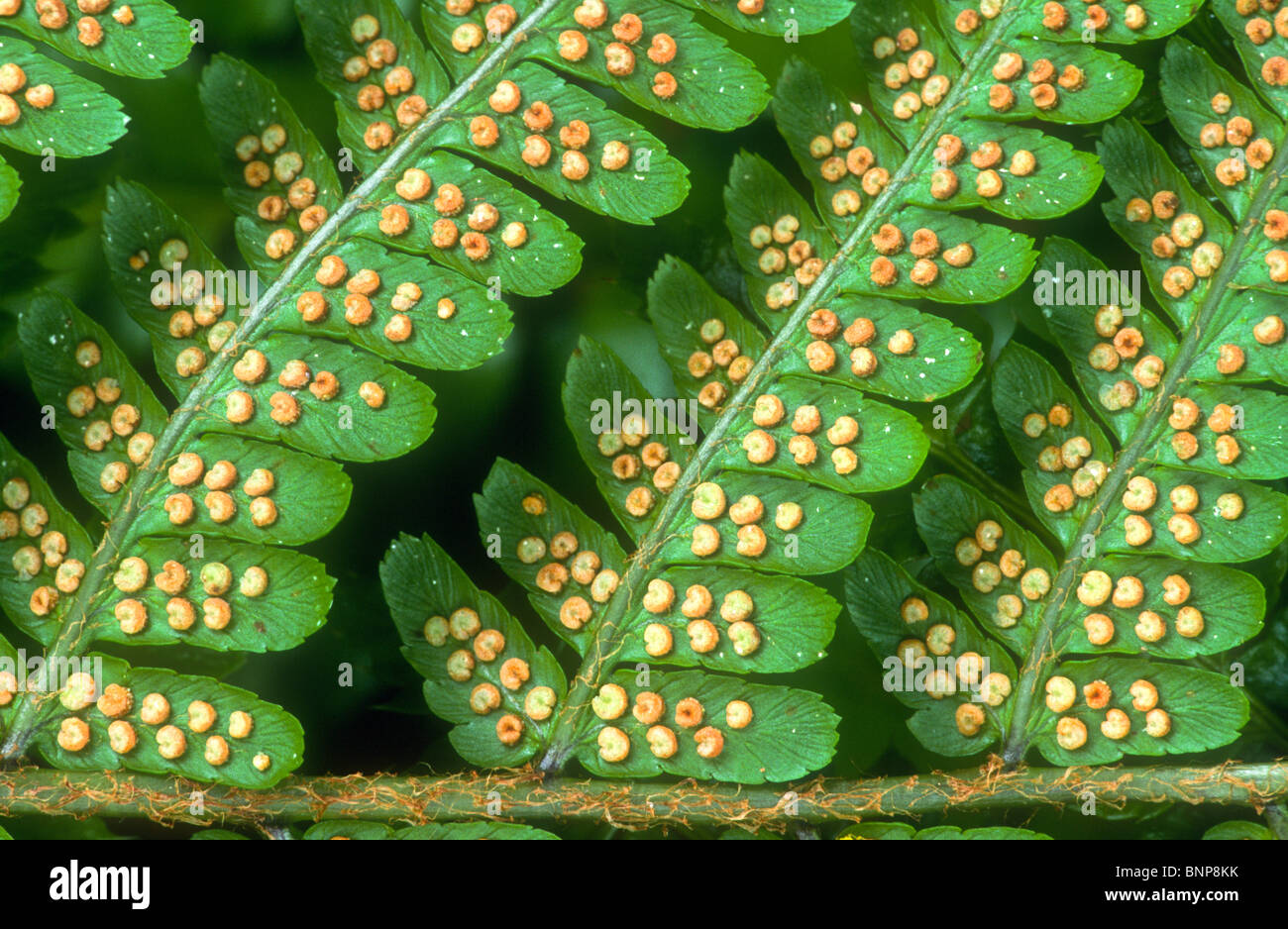 Broad buckler fern Dryopteris dilata Indusia South Yorkshire Stock Photo