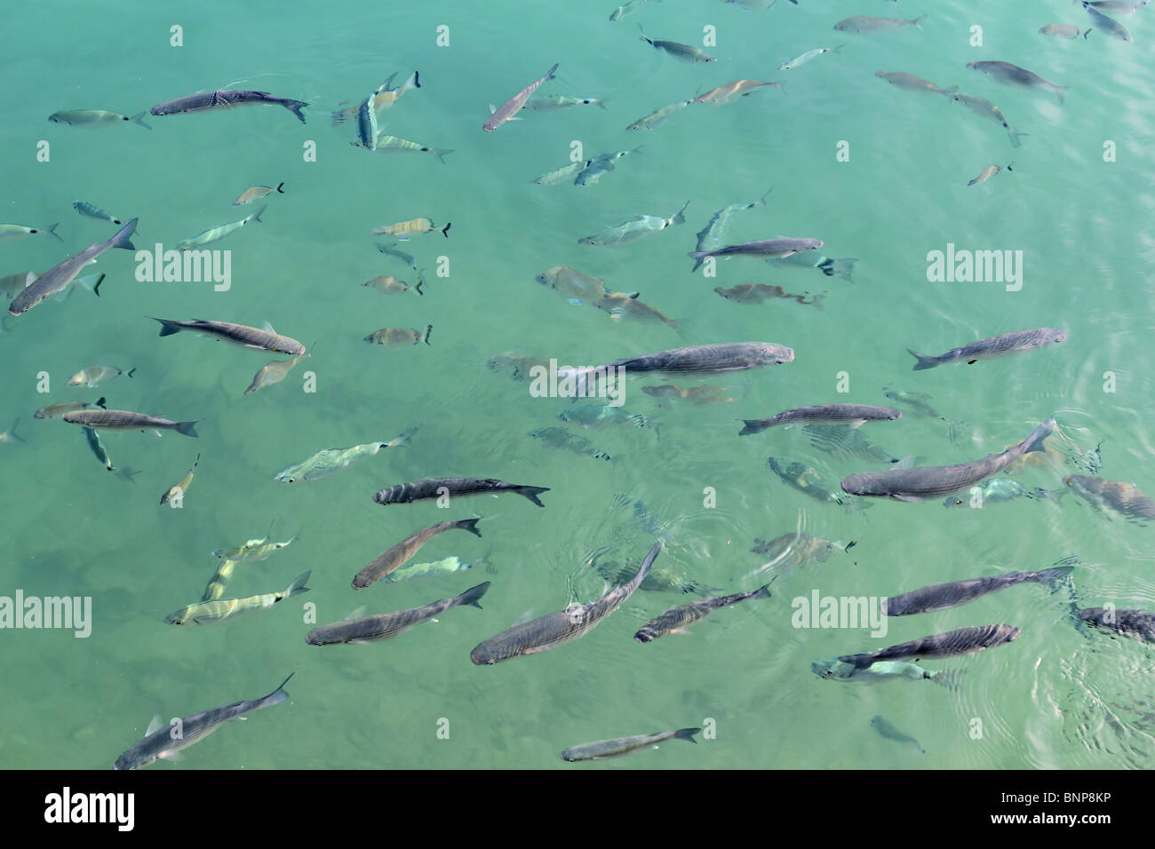fishes mullet school in mediterranean port saltwater Stock Photo - Alamy