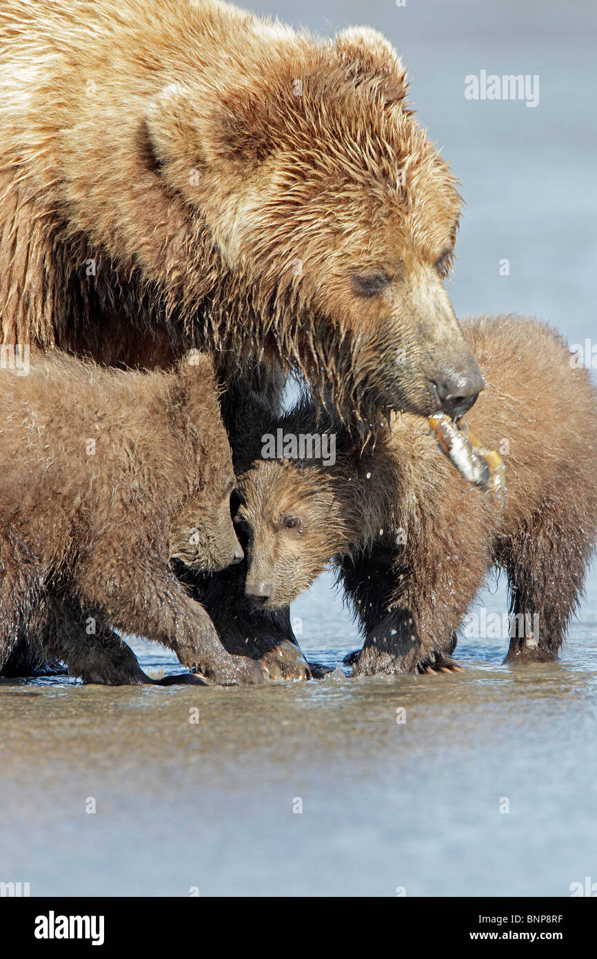 Female Brown Bear clamming with her two cubs Stock Photo - Alamy