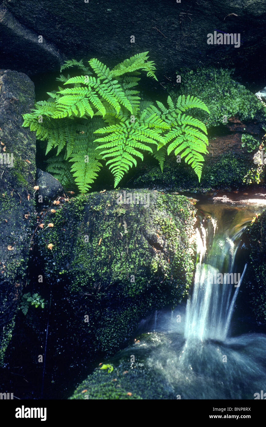 Broad buckler fern, Dryopteris dilatata, Derbyshire Stock Photo