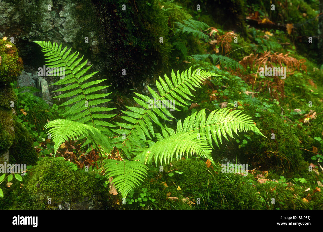 Male Fern, Dryopteris filix-mas, Ardnamurchan, Argyll, Scotland Stock Photo