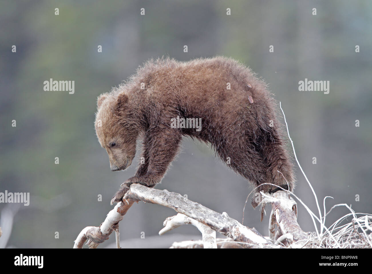 Brown Bear cub in Alaska Stock Photo - Alamy
