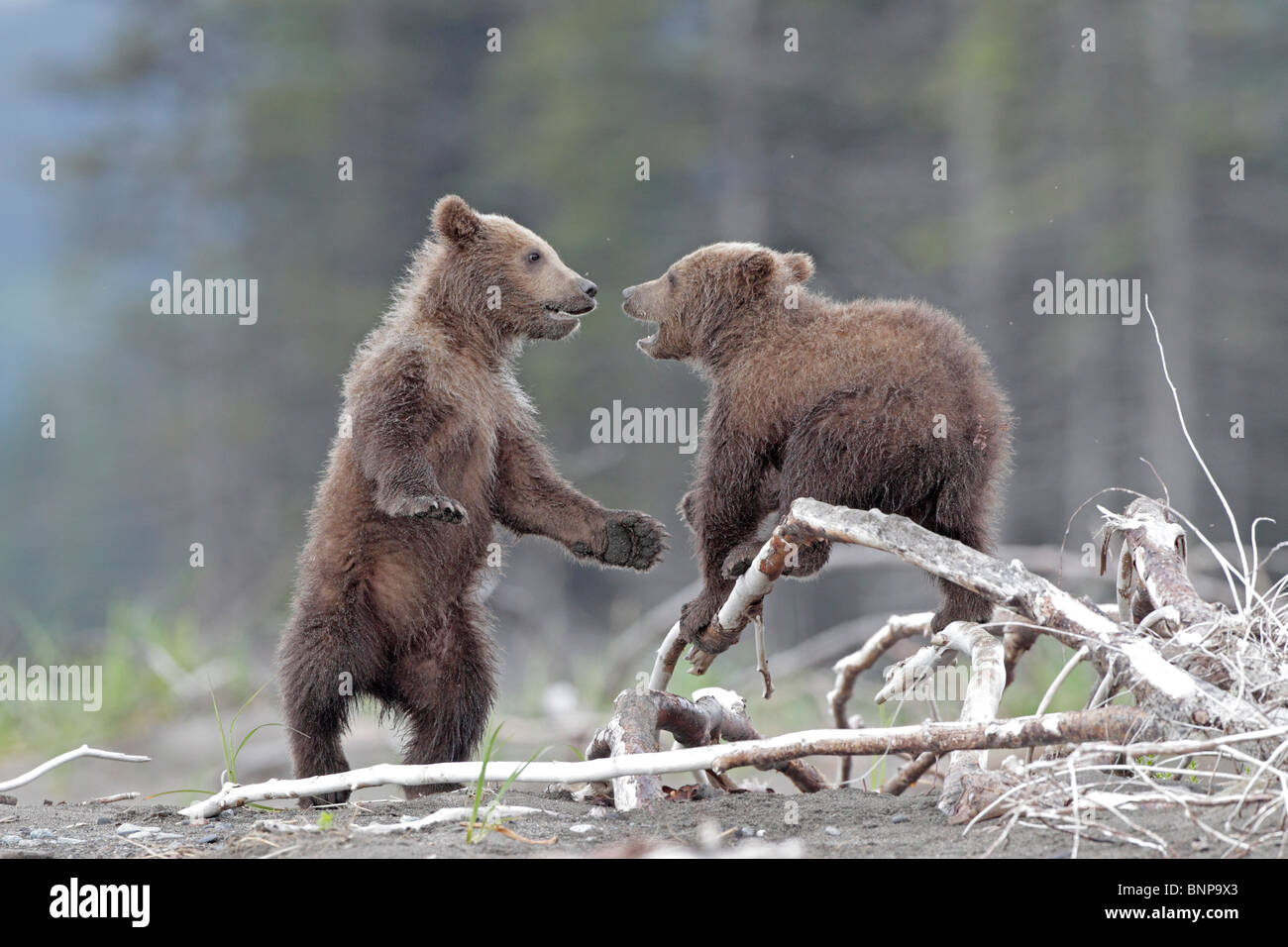 Brown Bear cubs playing on a beach in Alaska Stock Photo - Alamy