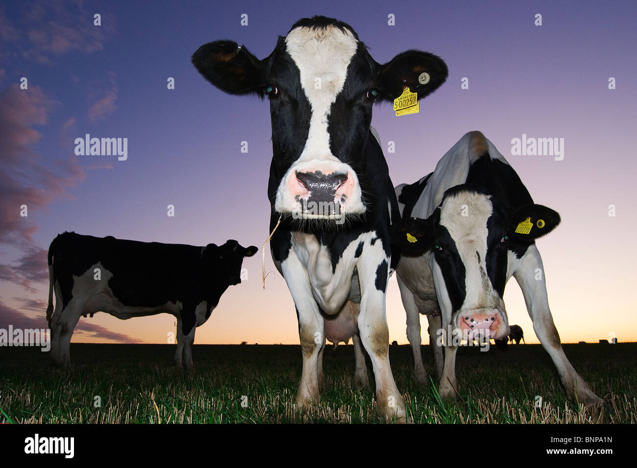 Friesian cows black and white hi-res stock photography and images - Alamy