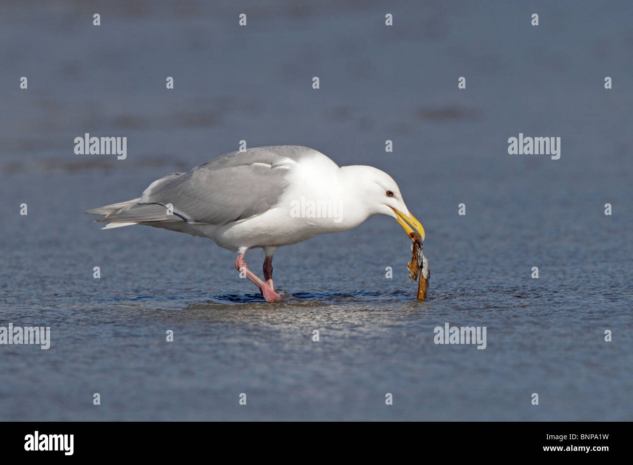 A Glaucous-winged Gull eating a clam on a beach Stock Photo