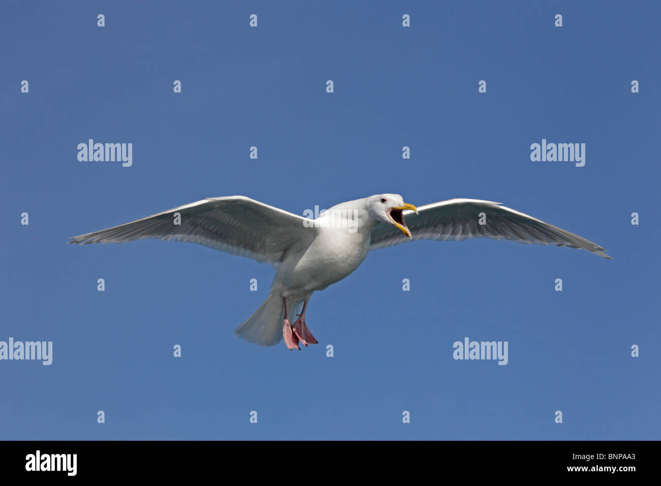 A Glaucous-winged Gull in flight Stock Photo