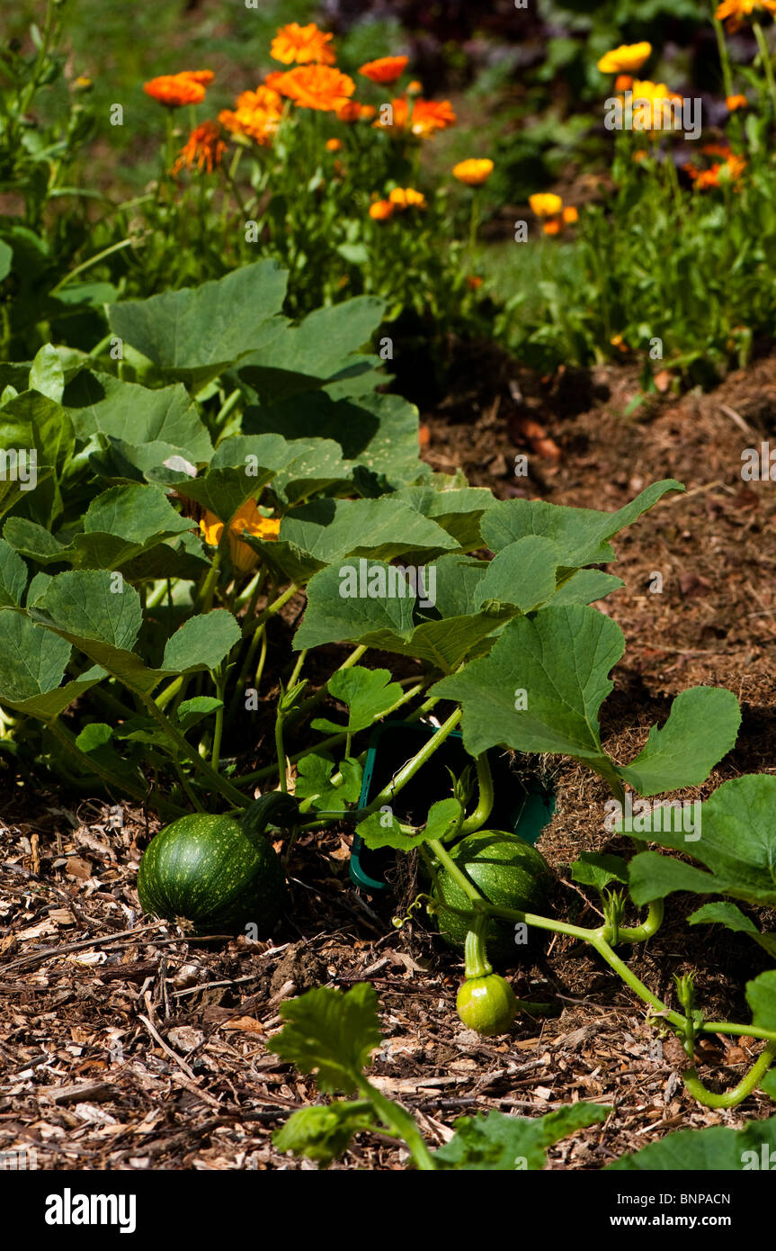 Young Squash 'Small Sugar' plant at Painswick Rococo Garden in The Cotswolds Stock Photo