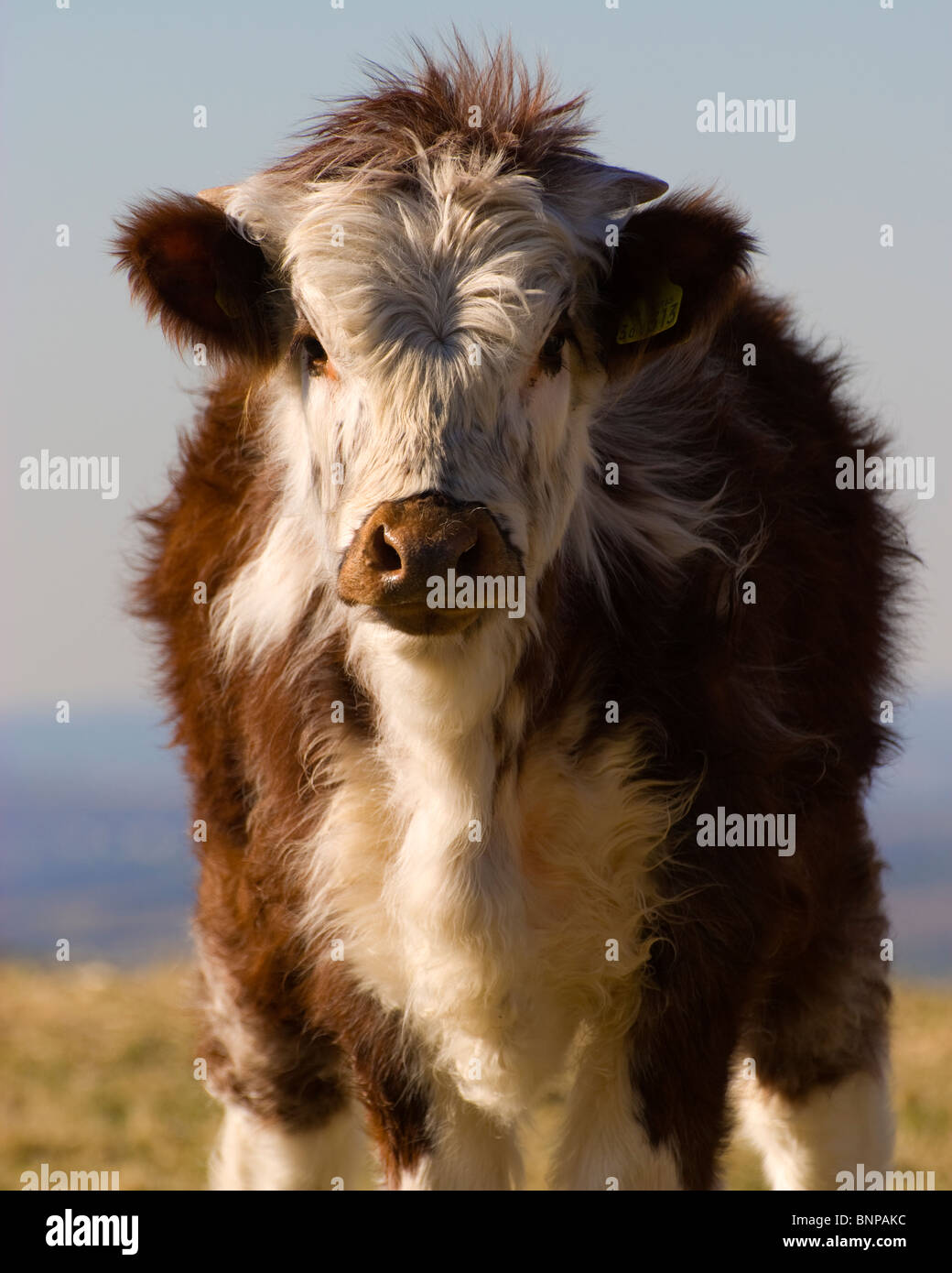 Short Long Horn Calf. Cute and Fluffy Baby Cow Stock Photo