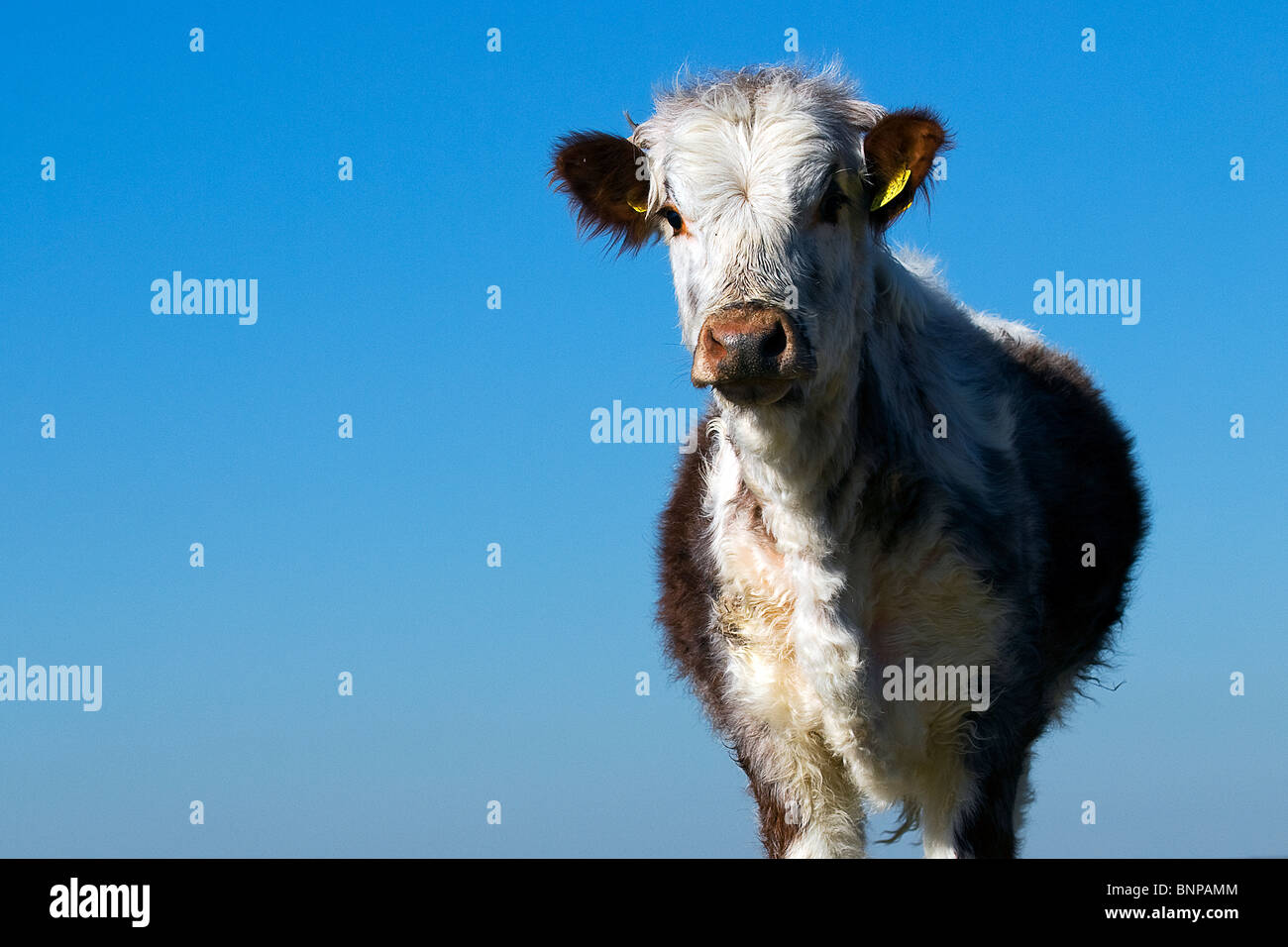 Short Long Horn Calf. Cute and Fluffy Baby Cow Farm Animal Stock Photo