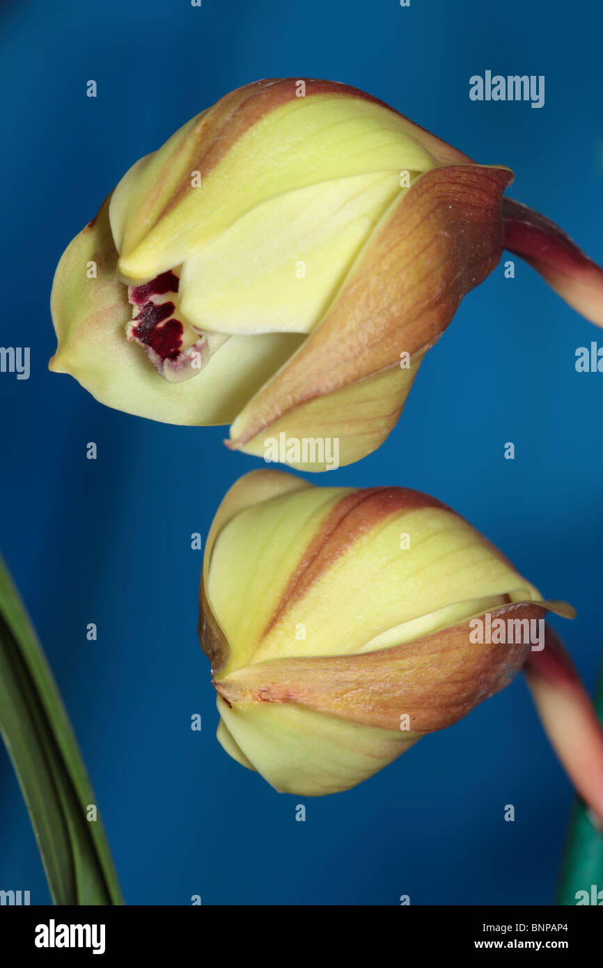 Orchid Flowers Opening Stock Photo Alamy