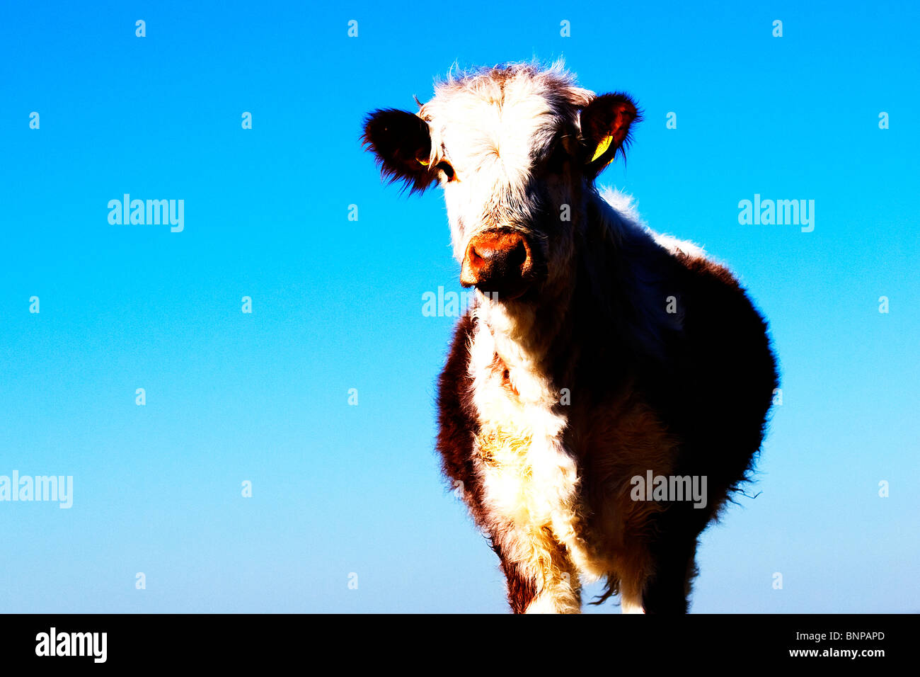 Short Long Horn Calf. Cute and Fluffy Baby Cow. Stock Photo
