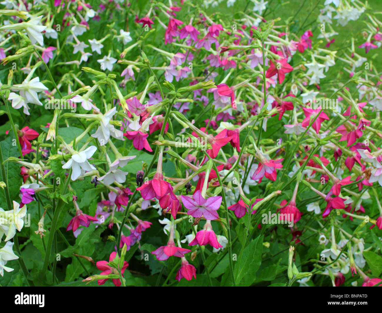 Tobacco flowers blooming Nicotiana sanderae Stock Photo