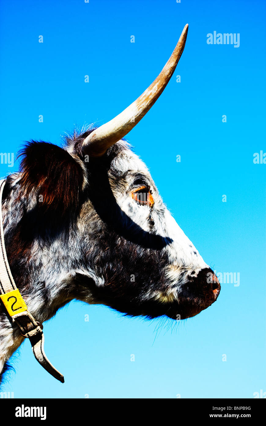 profile of a tagged long horn cow against a beautiful blue sky Stock Photo