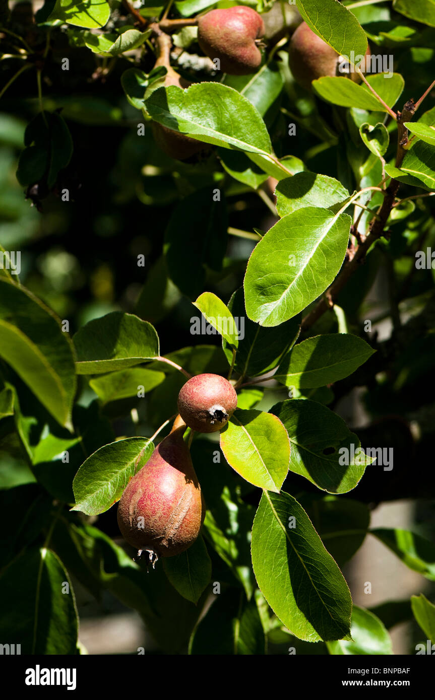 Espalier trained pear, Pyrus communis ‘Bergamotte d'Esperen’ in fruit in July Stock Photo