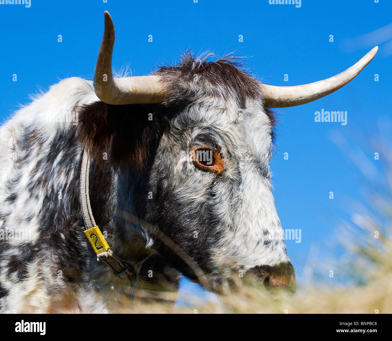 portrait of a tagged long horn cow against a beautiful blue sky Stock Photo