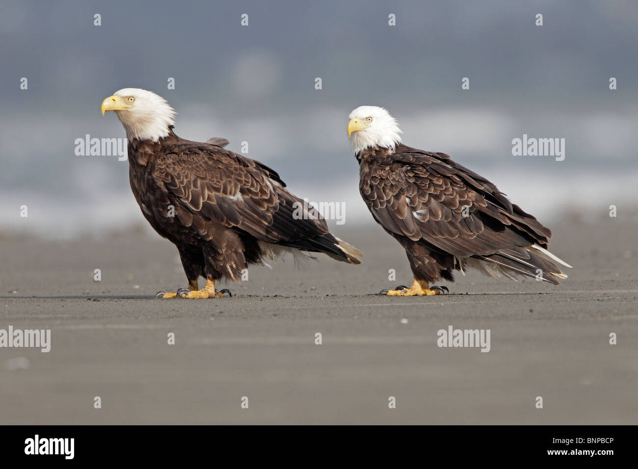 A pair of Adult bald Eagle on a beach Stock Photo