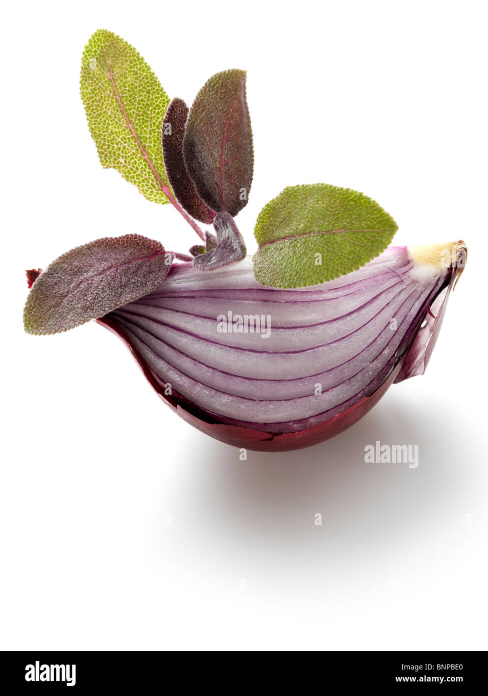 Sage and onion on a white background Stock Photo