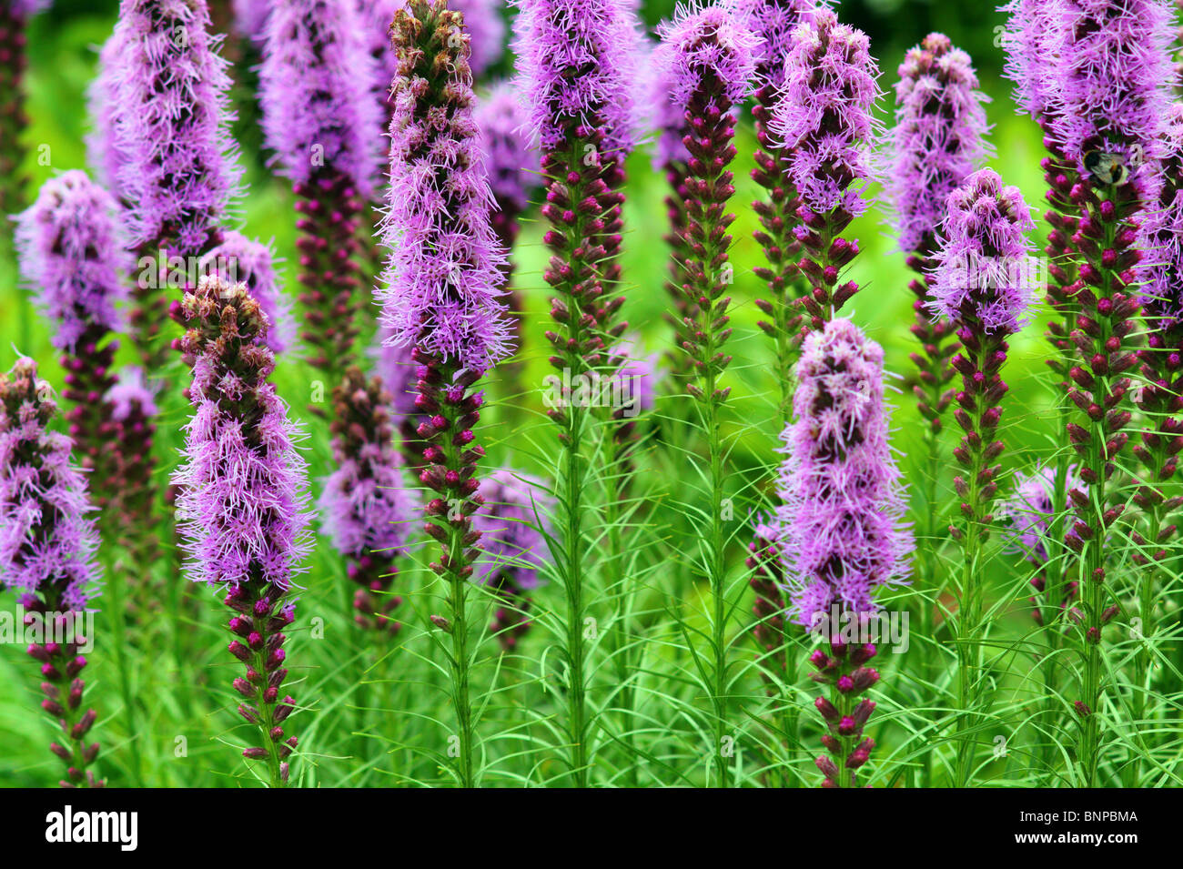 Blazing star purple flowers Liatris spicata Stock Photo